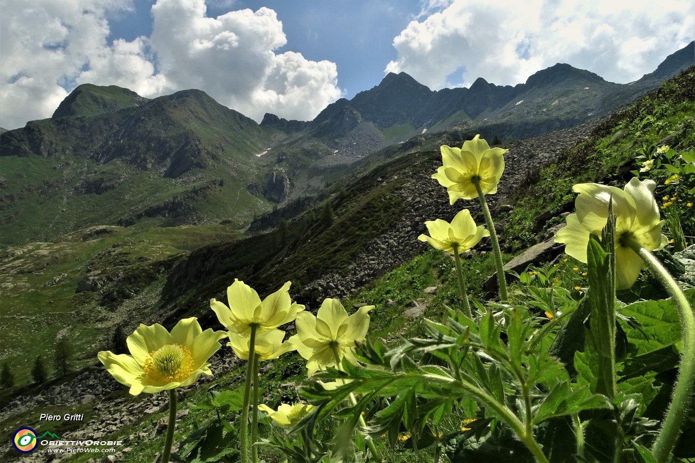 31 Fiori di pulsatilla alpina sulfurea .JPG